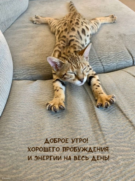 Мем: С добрым утром!, ЕкатеринКА