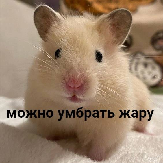 Мем, Микки Маус