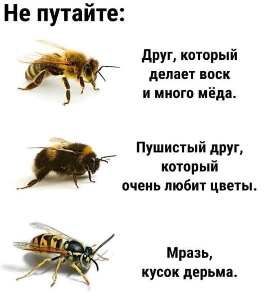 Мем, iteam