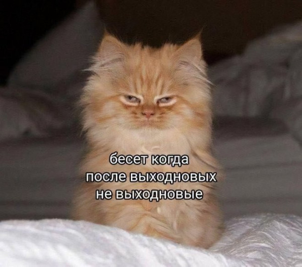 Мем: Юмор на день, iteam