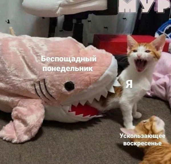 Мем: Юмор на день, iteam