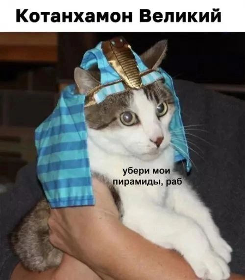 Мем, henh