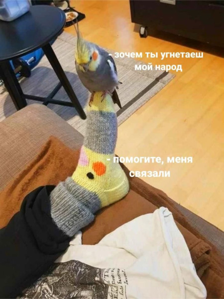 Мем: Юморок, iteam