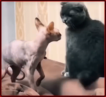 Мем, Серж Скоров