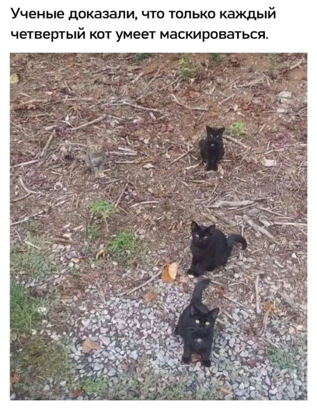 Мем, Кот Отморозкин