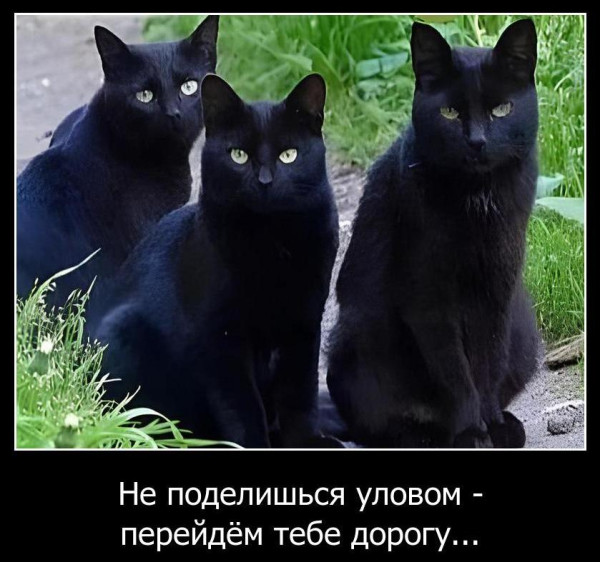 Мем, Волгоградский рыболов