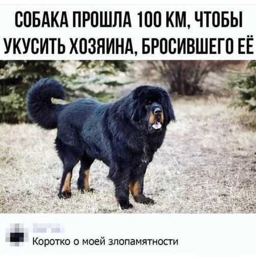 Мем, Mghost