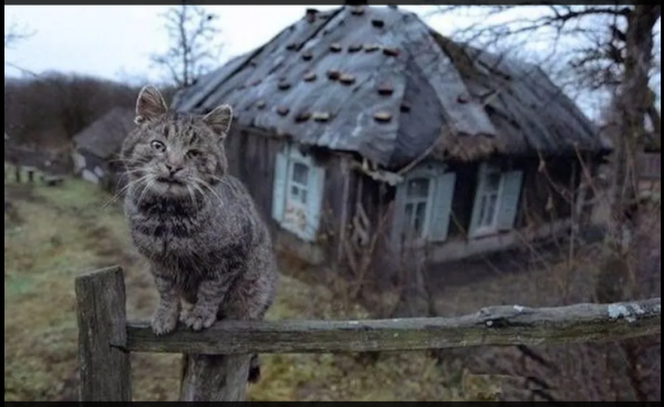 Мем, михельсон