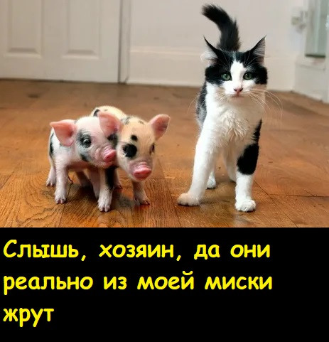 Мем, Лис Интересный