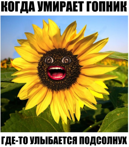 Мем: Когда умирает гопник, Rokot