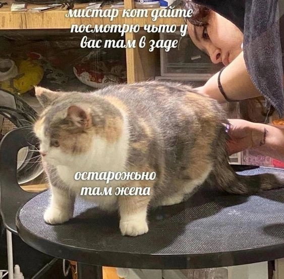 Мем, Кот Отморозкин