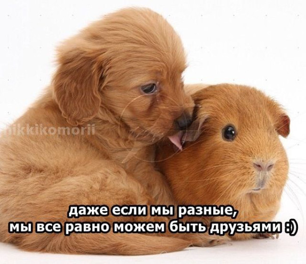 Мем, Леонид Хлыновский