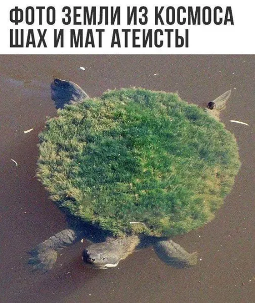 Мем, FDio