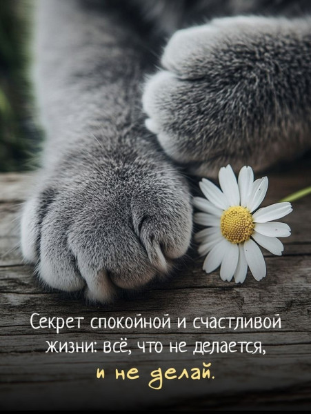Мем, Ymir