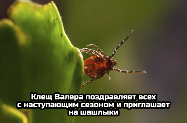 Мем, Mghost
