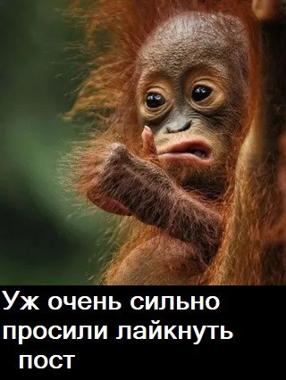 Мем, Лис Интересный