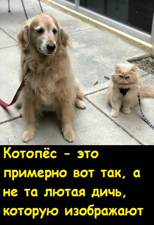 Мем, Лис Интересный