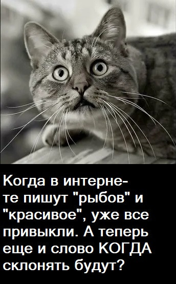 Мем, Лис Интересный