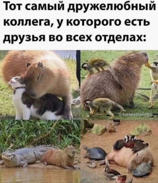 Мем, Бывает
