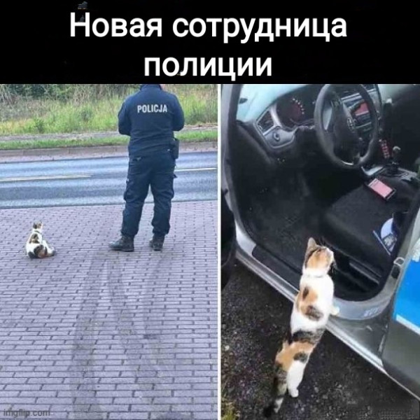 Мем, Рысь