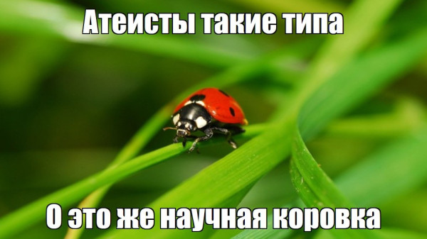 Мем, FDio