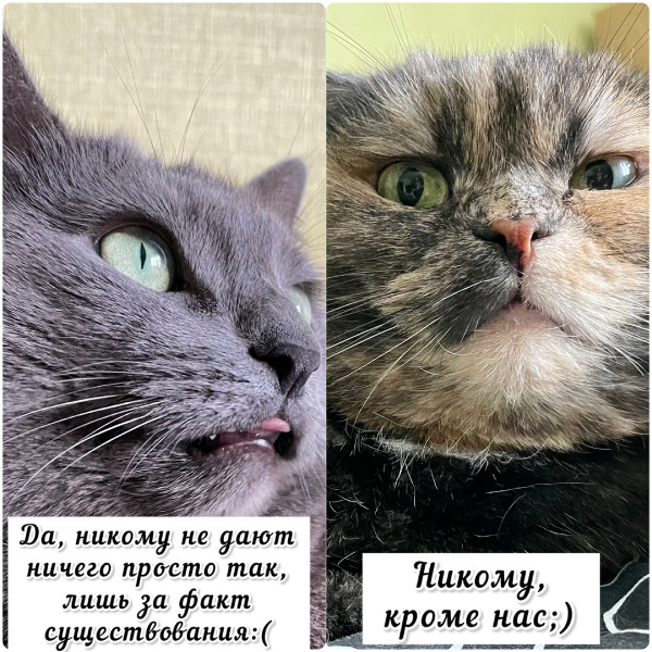 Мем, Леонид Хлыновский