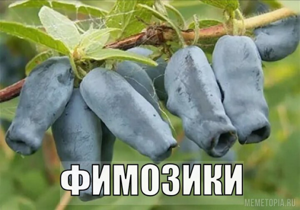 Мем: ФИМОЗИКИ, Фим