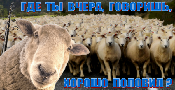 Мем, Волгоградский рыболов