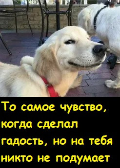 Мем, Лис Интересный