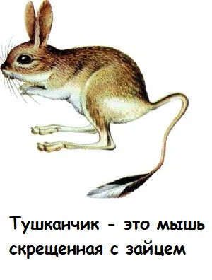 Мем, Лис Интересный
