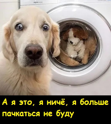 Мем, Лис Интересный