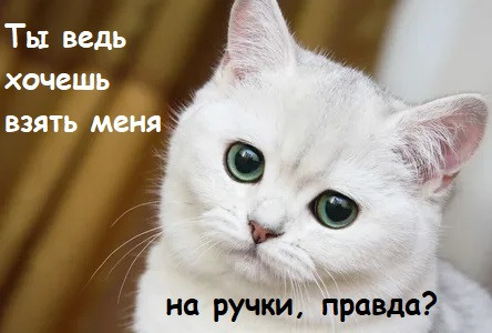 Мем, Лис Интересный