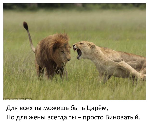 Мем, Бывает