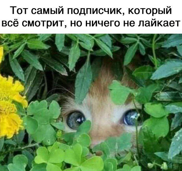 Мем, Леонид Хлыновский
