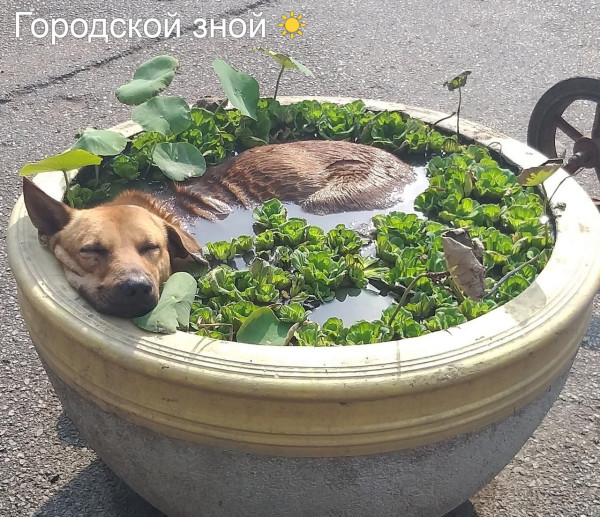 Мем