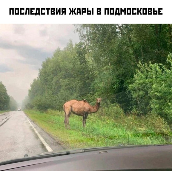 Мем: Животные подтянулись за своими хозяевами?