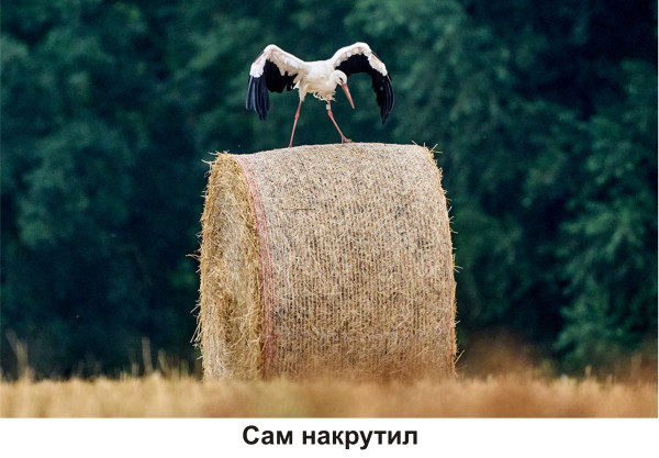 Мем, Тьмуша