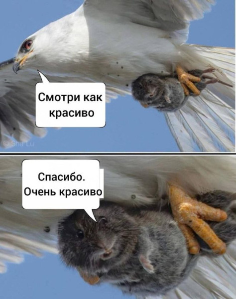 Мем, Treloni_Esq