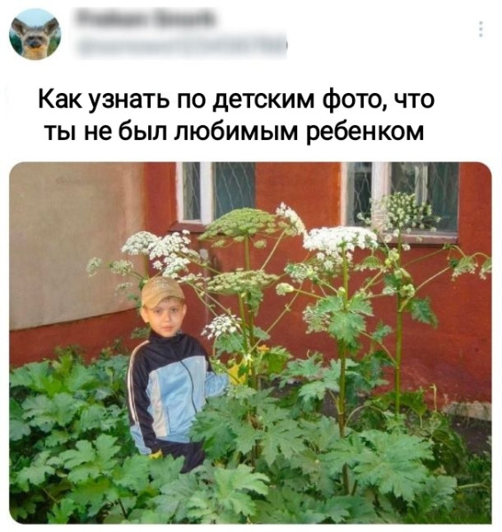 Мем, Рысь