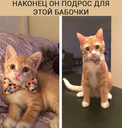 Мем, Леонид Хлыновский