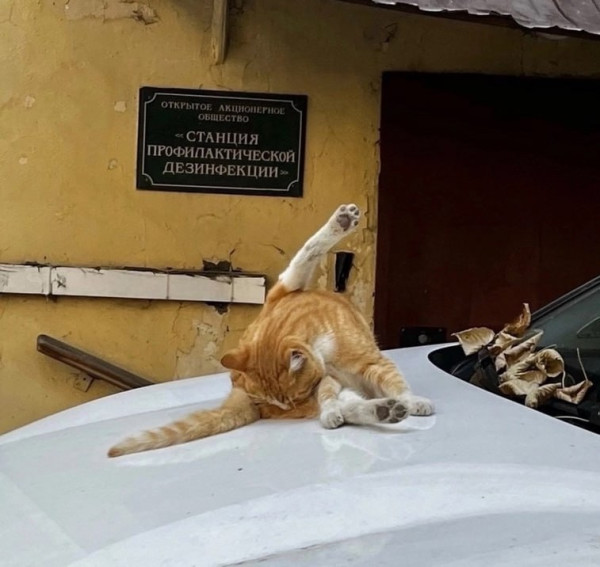Мем, Леонид Хлыновский