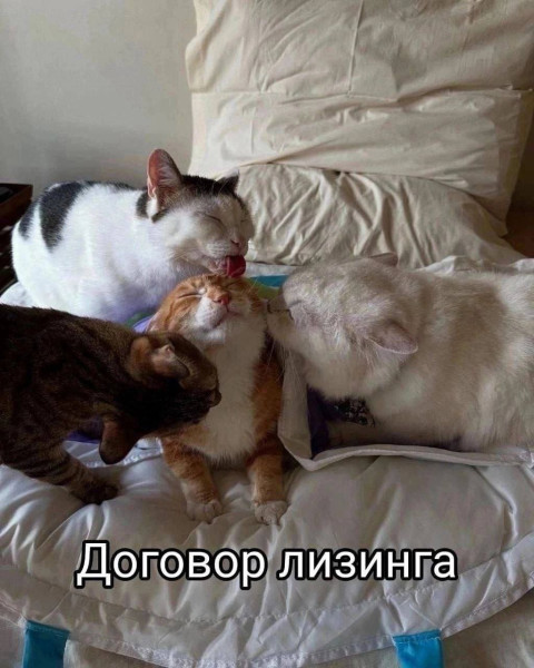 Мем, Mghost