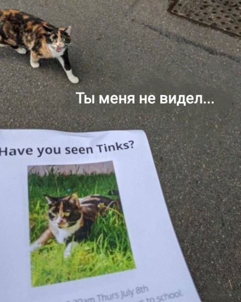 Мем, Рысь
