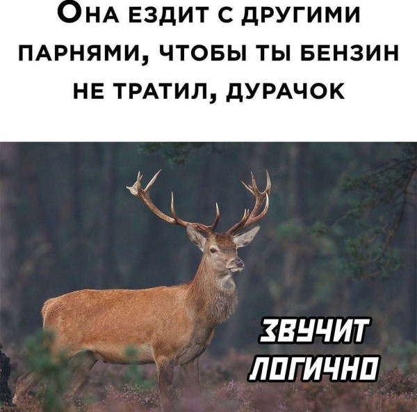 Мем: бережет твой бензин