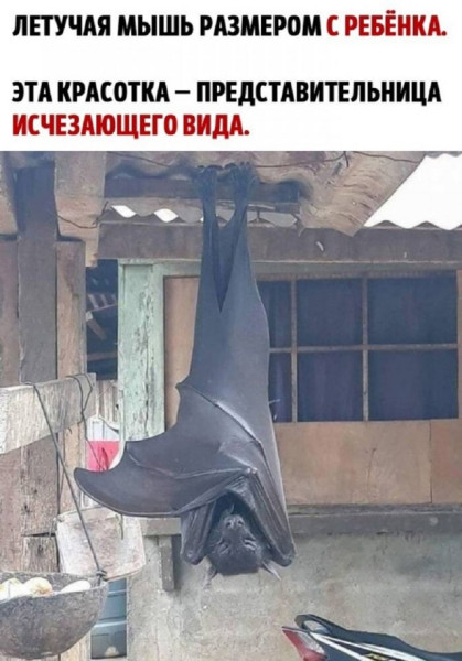 Мем: Юмор дня, iteam