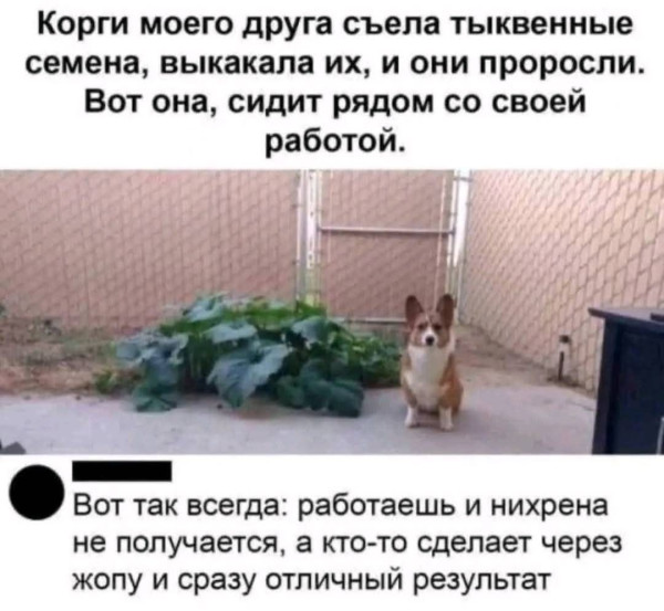 Мем, jonas