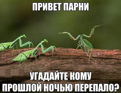 Мем, anberg