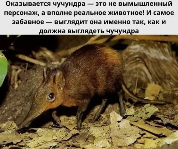 Мем, Смехалка