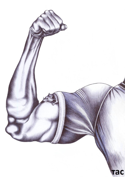 Мем: Musculus, Александр Троицкий
