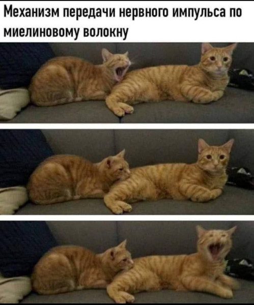 Мем, Оби Ван Киноби